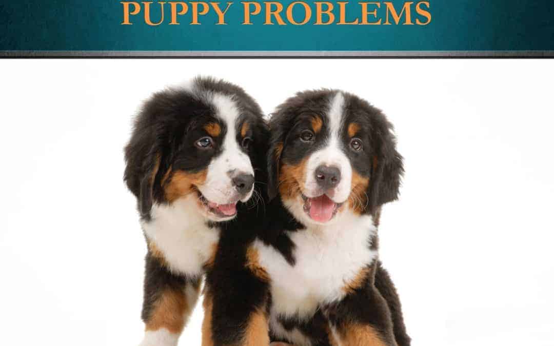 Puppy Teeth Problems – The Ultimate Guide