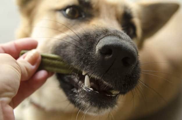 Dental Care for Dogs and Cats