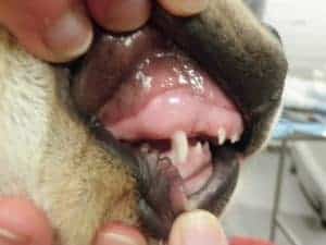 Puppy with malocclusion