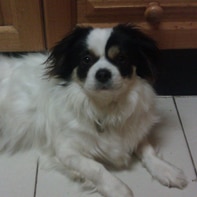 Bonnie, a cute white and brown furred dog.