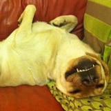 Image of Obi the dog lying on his back with a big smile.