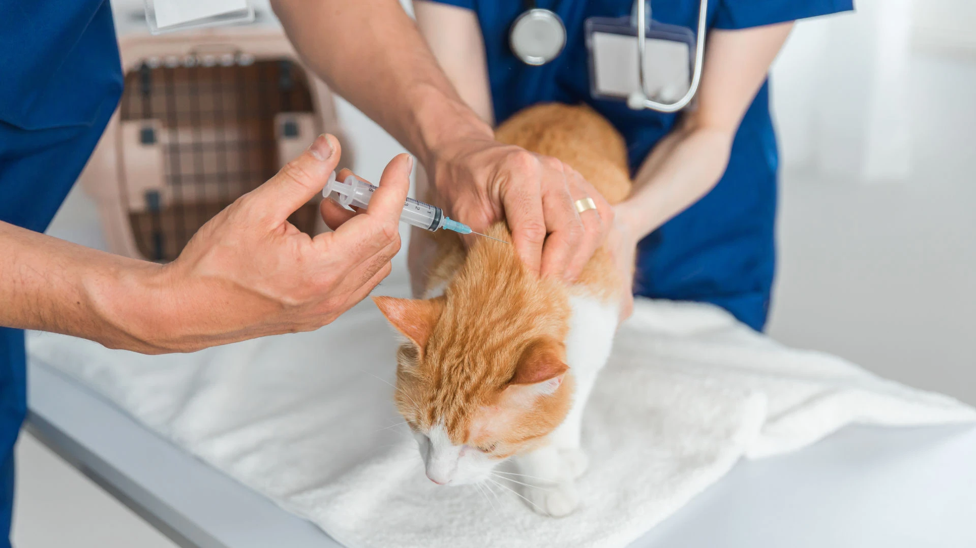 A cat being anaesthetised by a vet and nurse