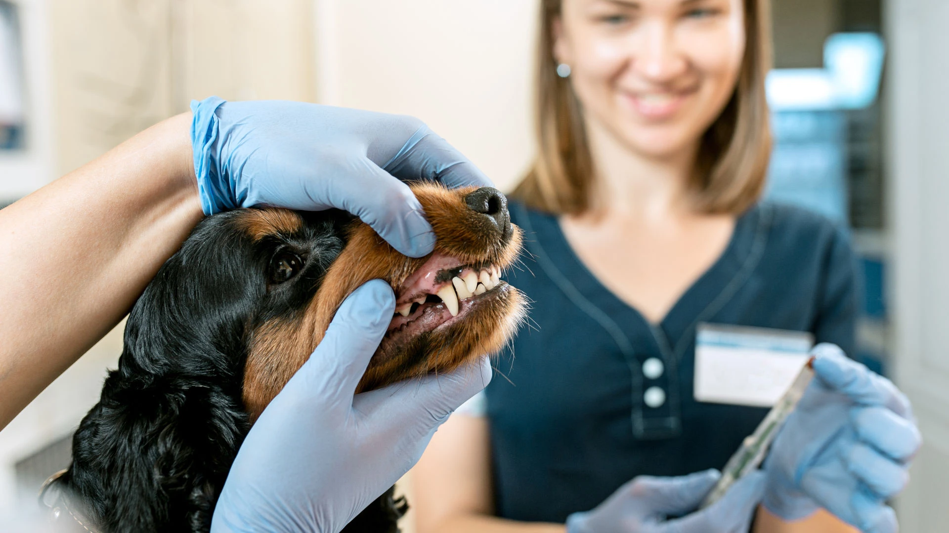 A Vet inspecting a dogs teeth with a nurse assisting in the background.