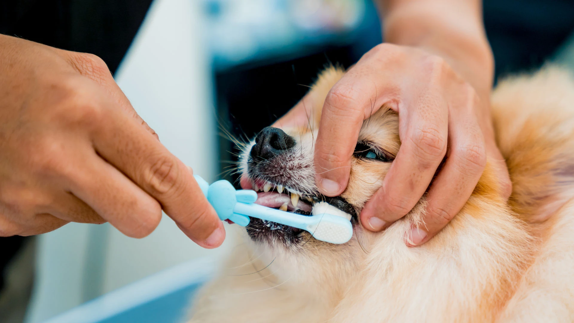A Vet Cleans Pomeranian Dog's Teeth