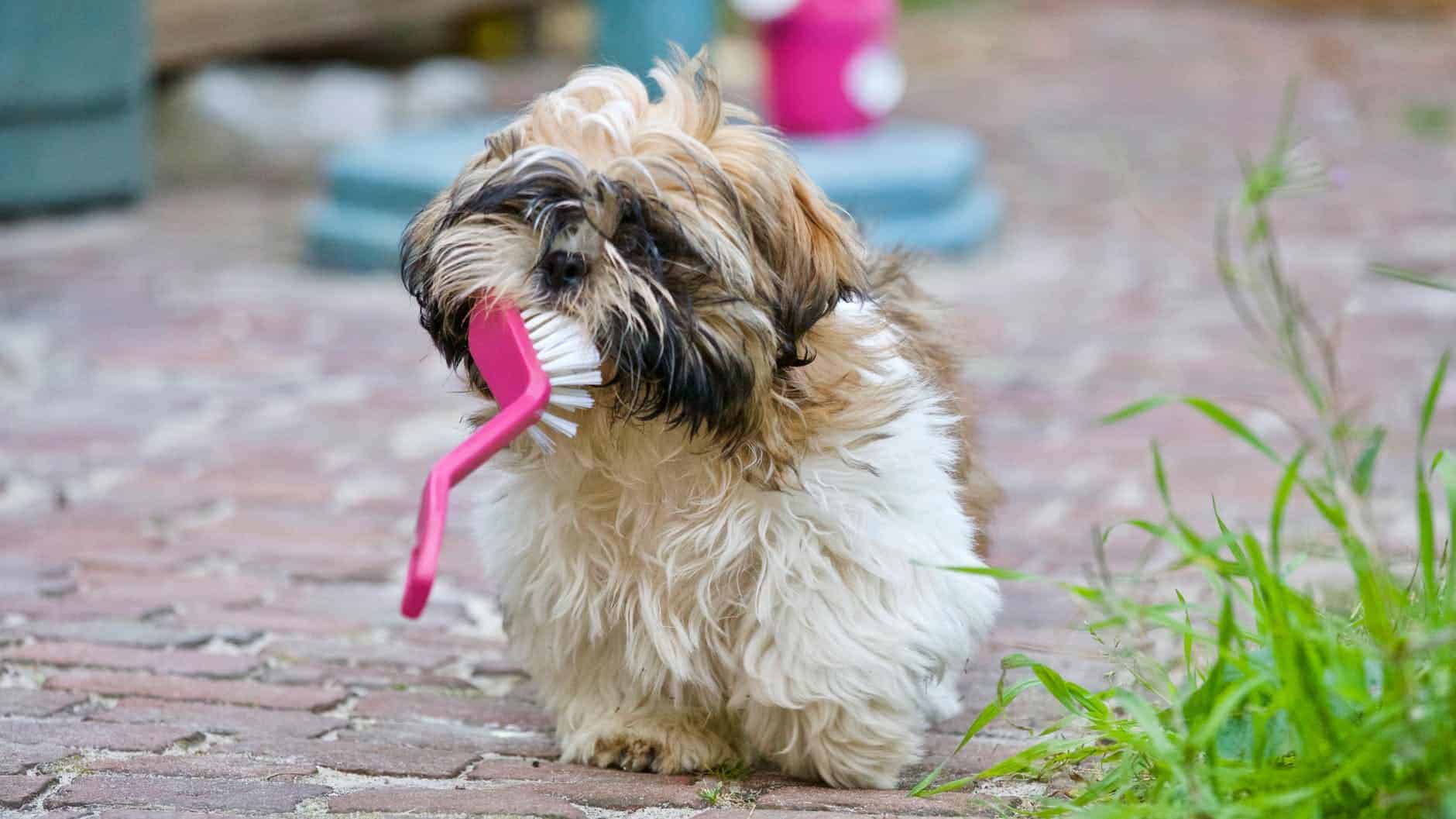 A cute, small, dog with a pink handle brush in it's mouth.