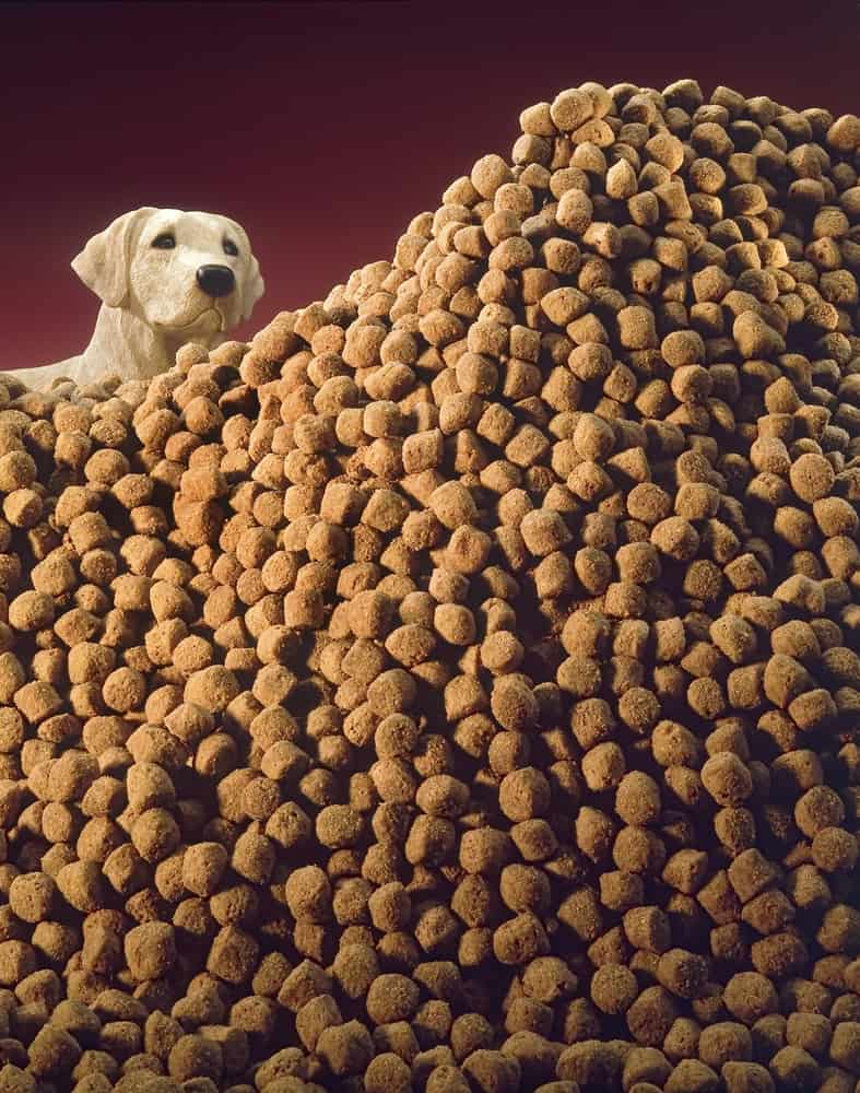 A Labrador dog on a pile of dog chews.