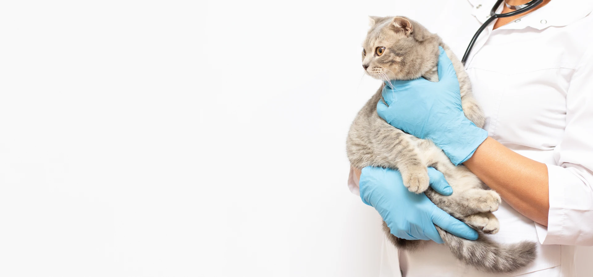 A background image showing a cat being held by a female veterinarian.