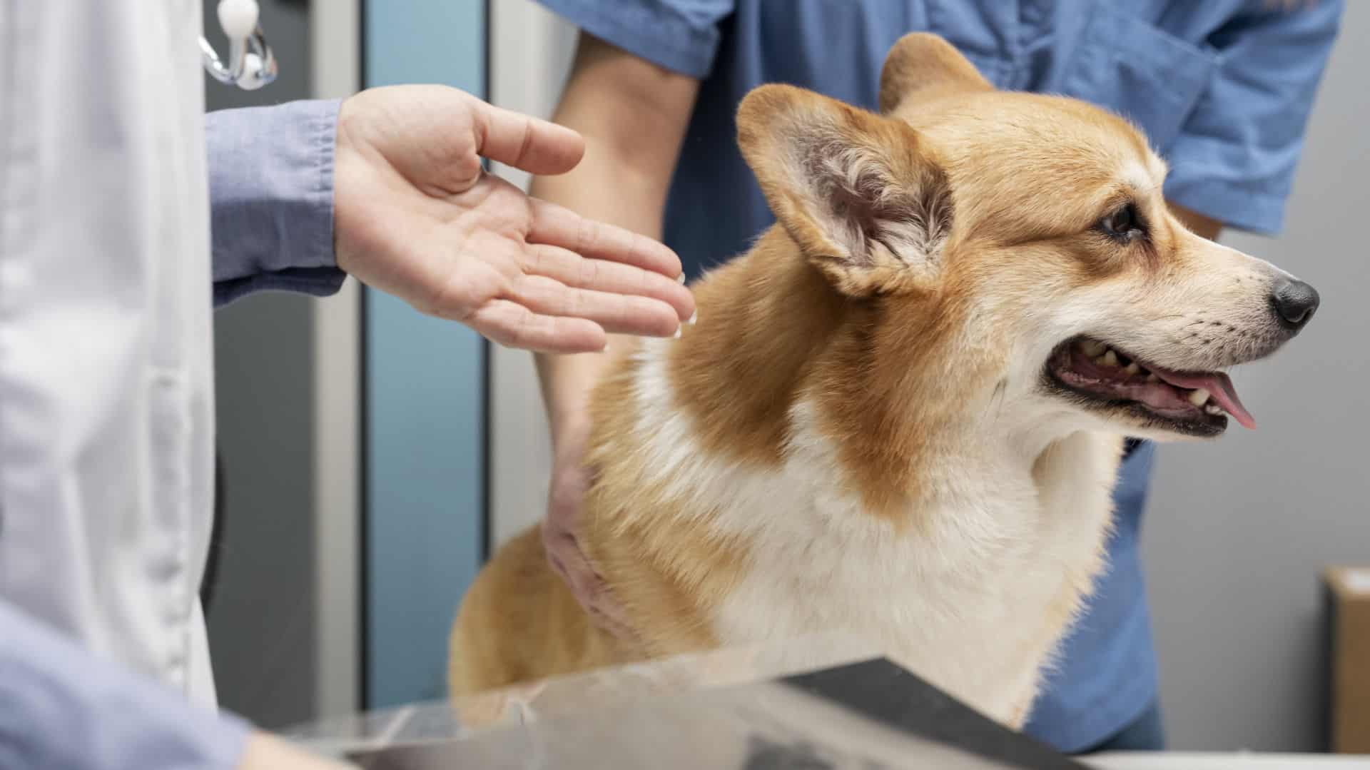 Veterinarian diagnosing pet dog.